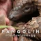 Pangolin Kulu s Journey การเดินทางของคูลู (2025) NETFLIX บรรยายไทย